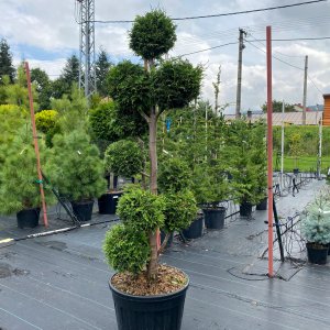 Tuja západná (Thuja occidentalis) ´BRABANT´ - výška 200 cm, kont. C90L - POMPONS